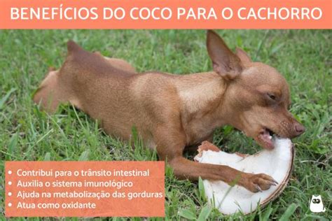 cachorro pode comer coco-4